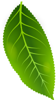 leaf